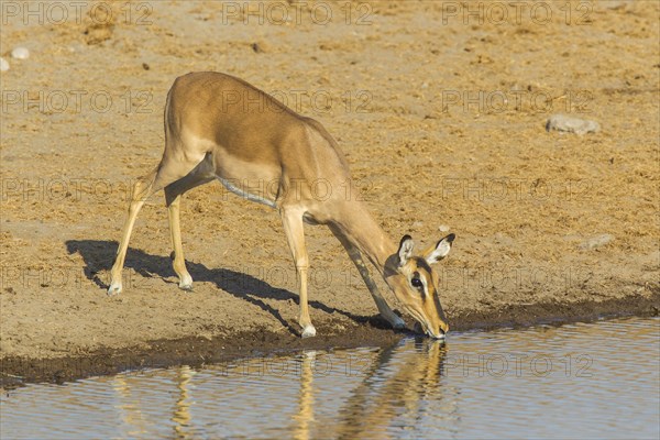 Black-faced Impala (Aepyceros melampus petersi)