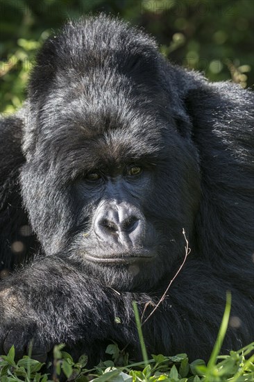 Mountain Gorilla (Gorilla beringei beringei) of the Nyakagezi group