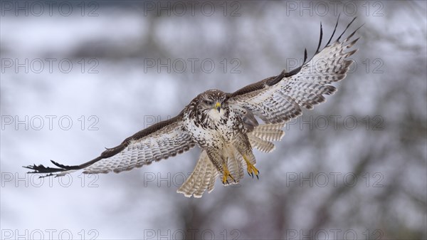 Buzzard (Buteo buteo) in flight