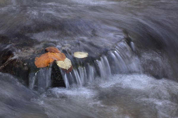 Autumn leaves on a stone