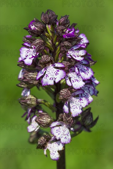 Lady Orchid (Orchis purpurea)