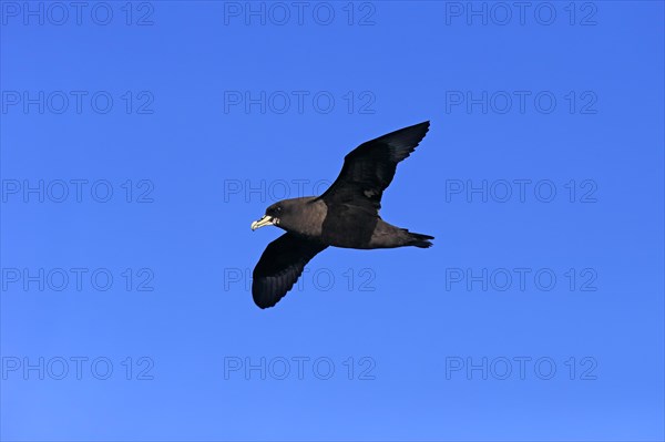 White-chinned Petrel or Cape Hen (Procellaria aequinoctialis)