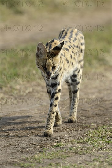 Serval (Leptailurus serval)