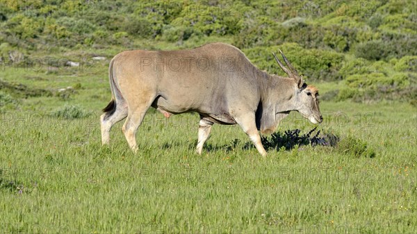 Eland (Taurotragus oryx)