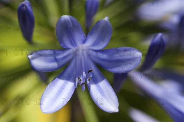 African Lily (Agapanthus)