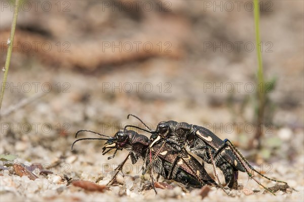 Northern Dune Tiger Beetle (Cicindela hybrida)