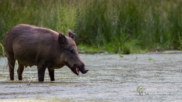 Wild Boar (Sus scrofa) in wetlands