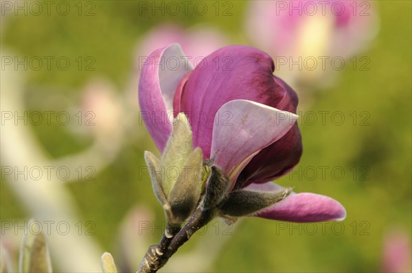 Flower of the tulip magnolia (Magnolia x soulangeana)