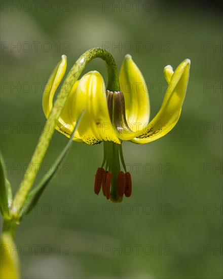 Endemic Pyrenean Lily (Lilium pyrenaicum)