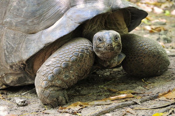 Aldabra Giant Tortoise (Aldabrachelys gigantea)