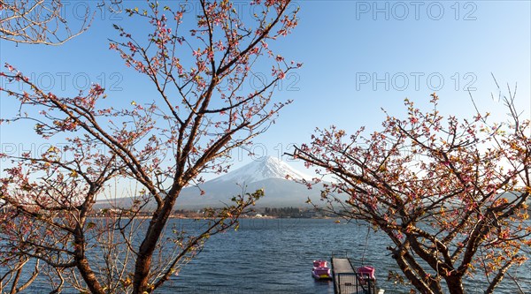 Cherry trees