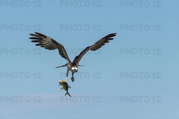 Osprey (Pandion haliaetus) in flight with fish