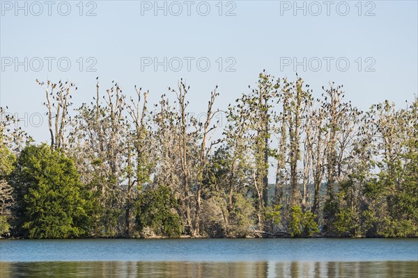 Werl Island with Great cormorant Colony (Phalacrocorax carbo)