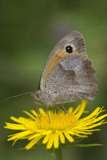 Meadow Brown (Maniola jurtina) on a British Yellowhead (Inula britannica)