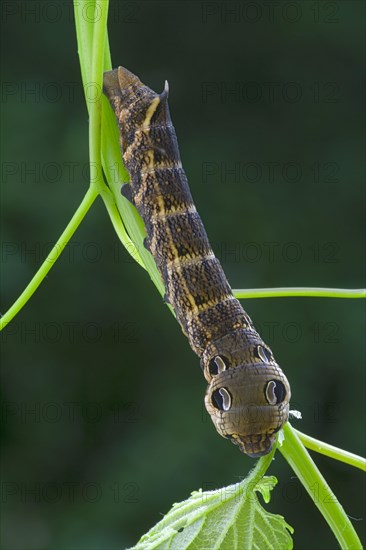 Elephant Hawk-moth (Pergesa elpenor