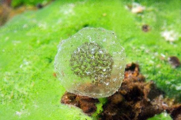 Eggs of fresh water snail