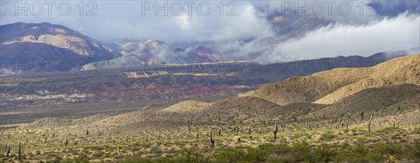 Altiplano covered with Cardon cacti (Echinopsis atacamensis)