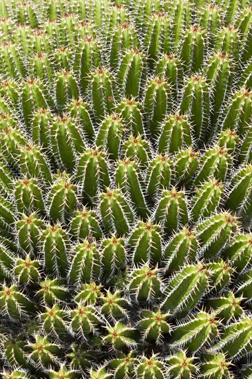 Euphorbia echinus