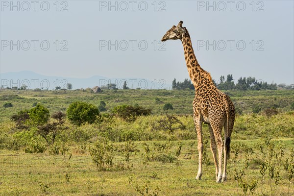 Giraffe (Giraffa camelopardalis)