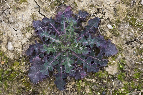 Sow-thistle (Sonchus sp.)