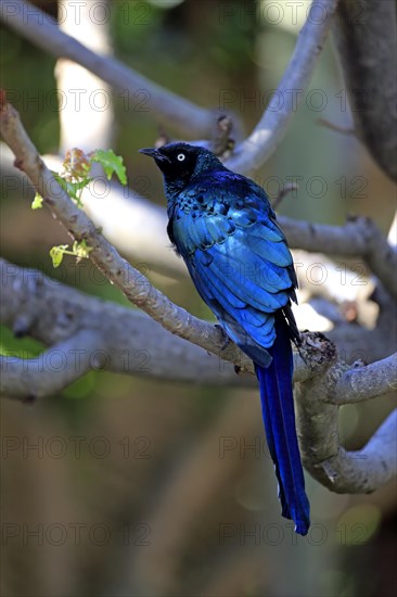 Long-tailed Glossy Starling (Lamprotornis caudatus)