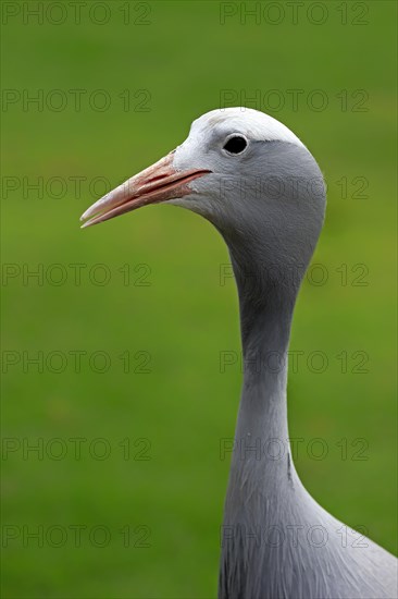 Blue Crane (Anthropoides paradisea)