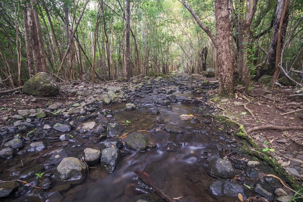 Creek in the forest