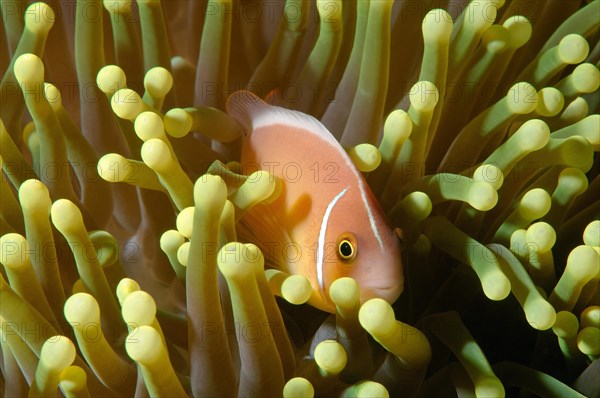 Pink skunk clownfish or pink anemonefish (Amphiprion perideraion)