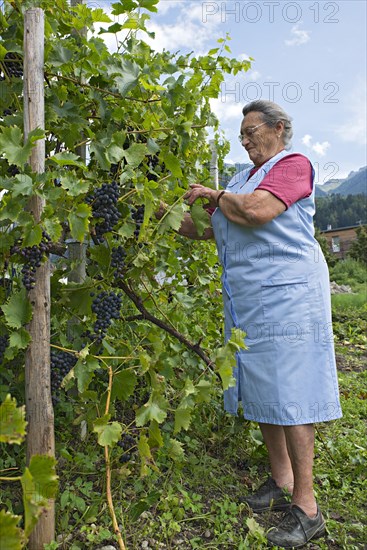 Farmer working on the farm