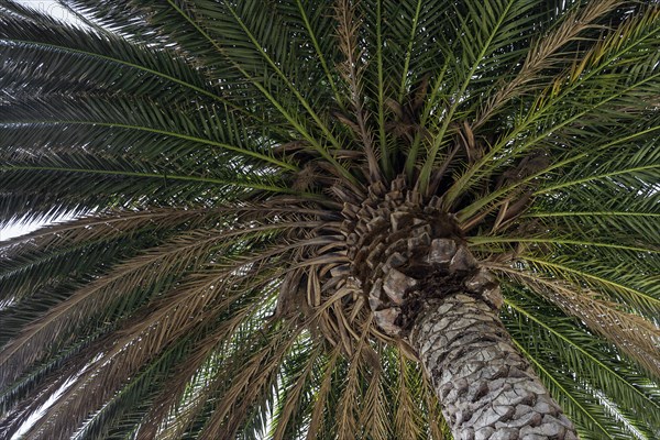 Canary Island Date Palm (Phoenix canariensis)