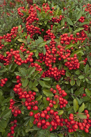 Firethorn species (Pyracantha sp.)