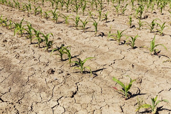 Corn field or maize field with mud cracks or drying cracks