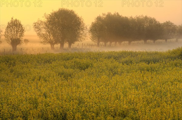 Blooming rapeseed field in front of trees in fog at dawn