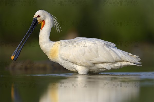 Eurasian Spoonbill or Common Spoonbill (Platalea leucorodia) foraging for food