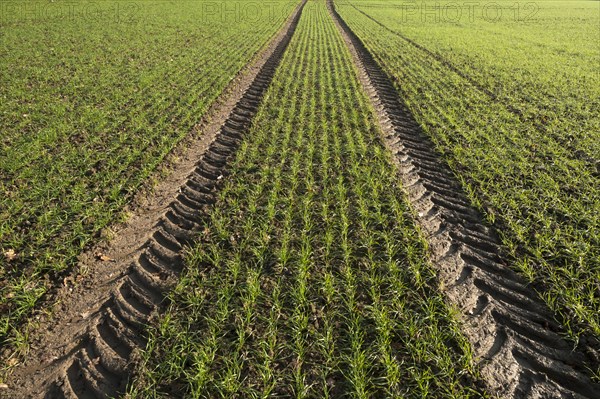 Budding winter wheat (Triticum) and tractor tracks in a field