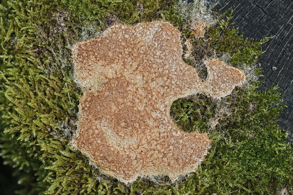 Dog Vomit Slime Mold or Scrambled Egg Slime Mold (Fuligo septica)