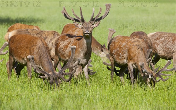 Red deer (Cervus elaphus) in velvet and changing coat