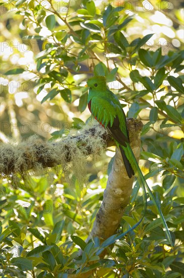 Resplendent Quetzal (Pharomachrus mocinno) perched on a branch