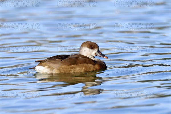 Red-crested pochard (Netta rufina)