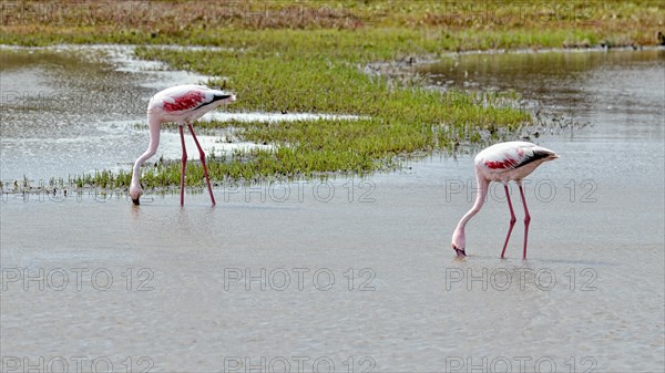 Lesser Flamingos (Phoenicopterus minor)