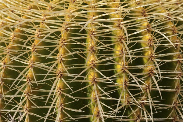 Golden Barrel Cactus (Echinocactus grusonii)