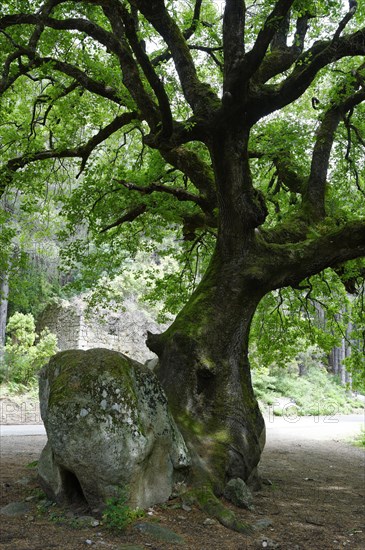 Mighty old oak (Quercus sp.) splitting a stone