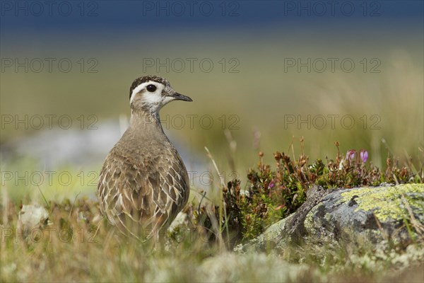 Eurasian Dotterel (Charadrius morinellus) in the fell