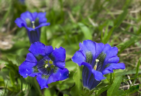 Stemless Gentian (Gentiana acaulis)