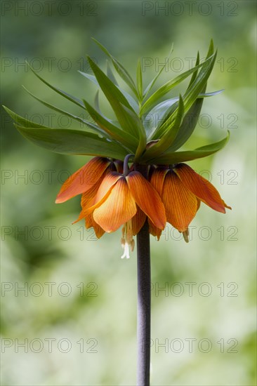 Crown imperial (Fritillaria imperialis)