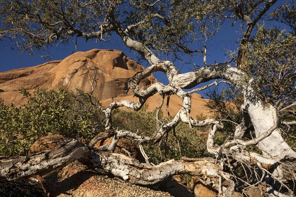 Shepherd's tree (Boscia albitrunca)