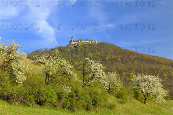 Sweet Cherry tree (Prunus avium)