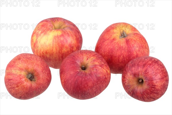 Red Gravenstein apple variety