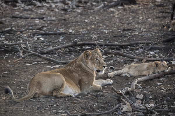 Asiatic lion (Panthera leo persica)