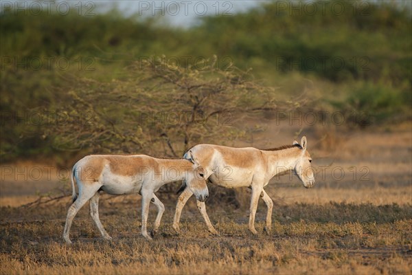 Onagers or Asiatic wild asses (Equus hemionus)